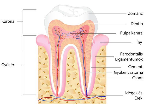 Zománc, Dentin, Pulpa, Íny